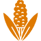 Pearl Millet (Bajra)